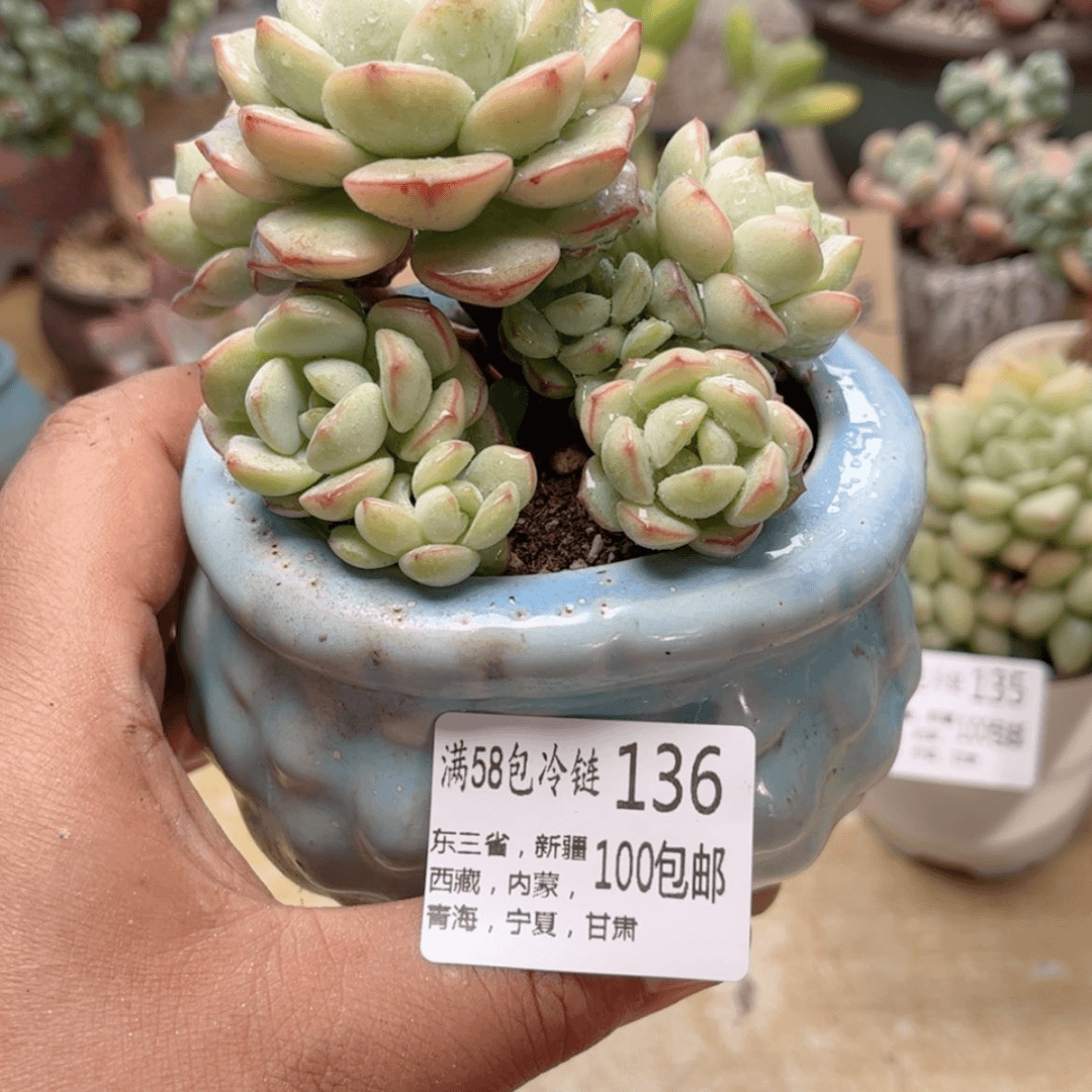 【闪购商品】136香草