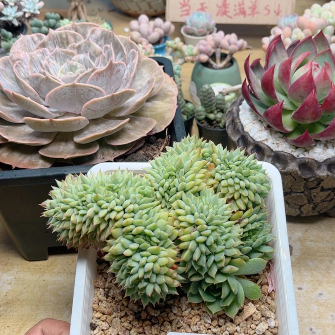 【闪购商品】877青苹果缀