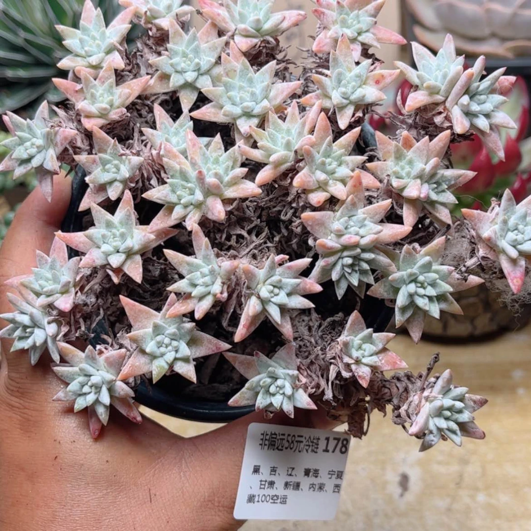 【闪购商品】178白菊