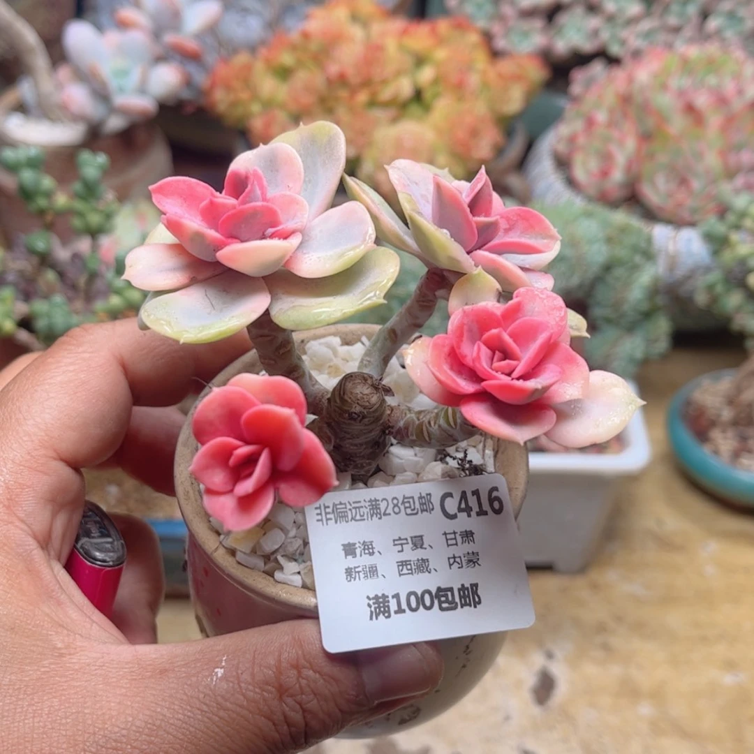 【闪购商品】416彩虹