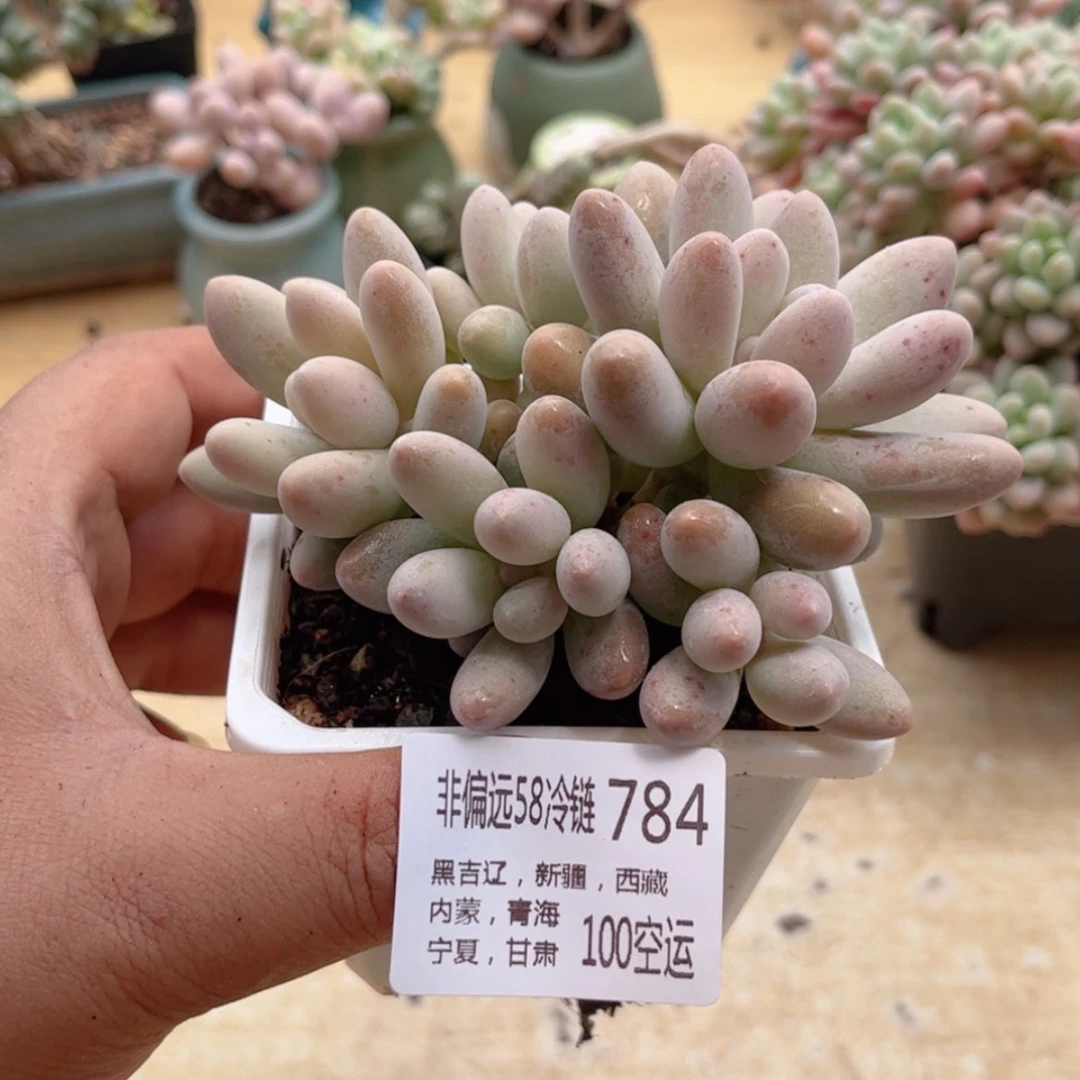 【闪购商品】784汤圆