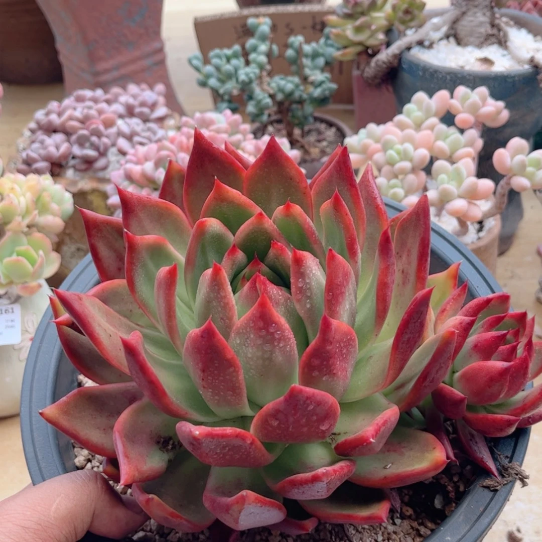 【闪购商品】208红老虎