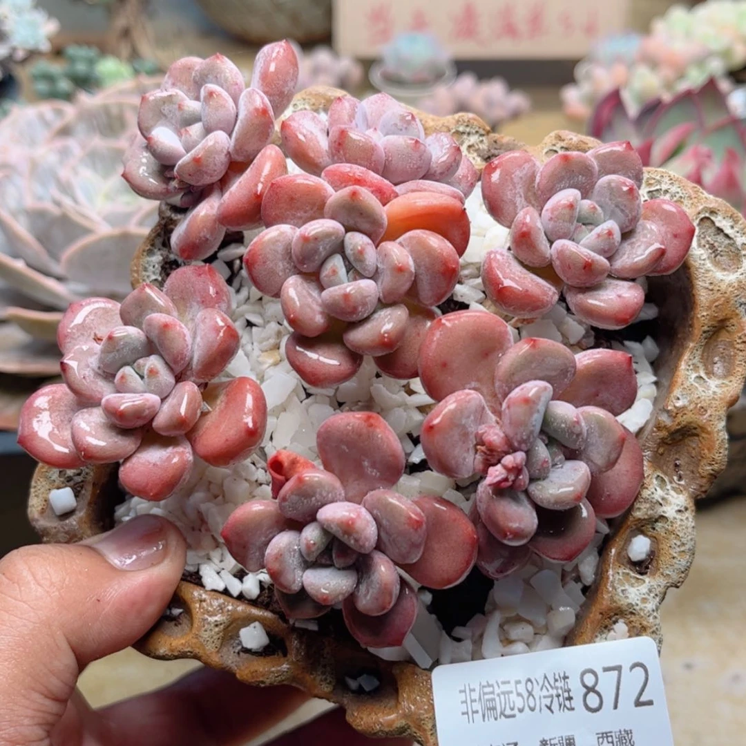 【闪购商品】872花斑鹿