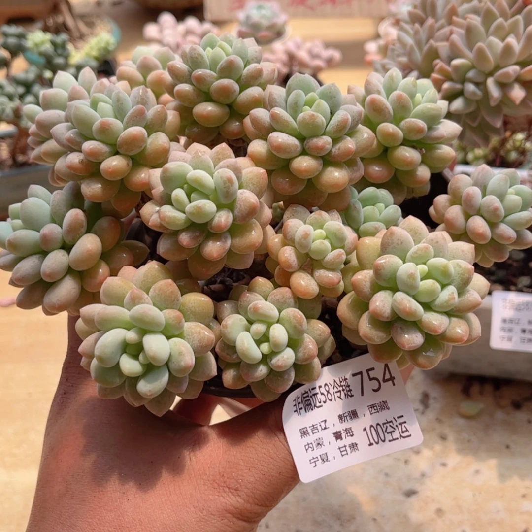【闪购商品】754洛可可