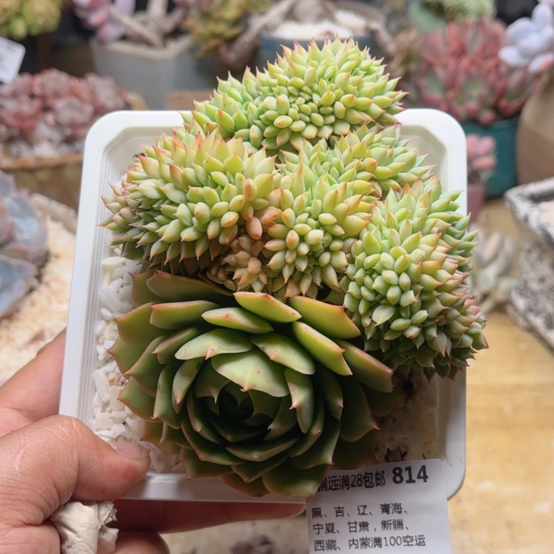 【闪购商品】814青苹果缀