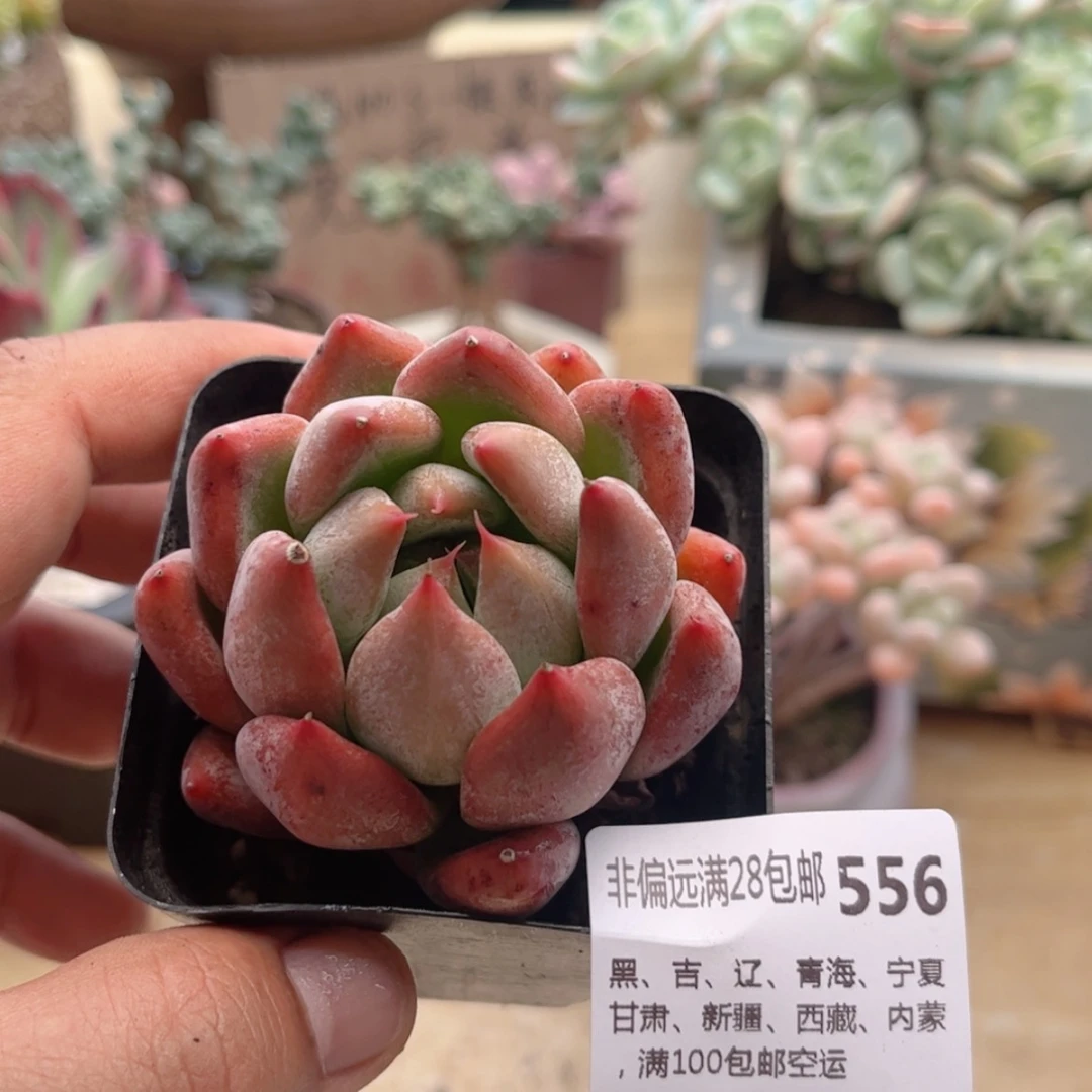 【闪购商品】556婚戒