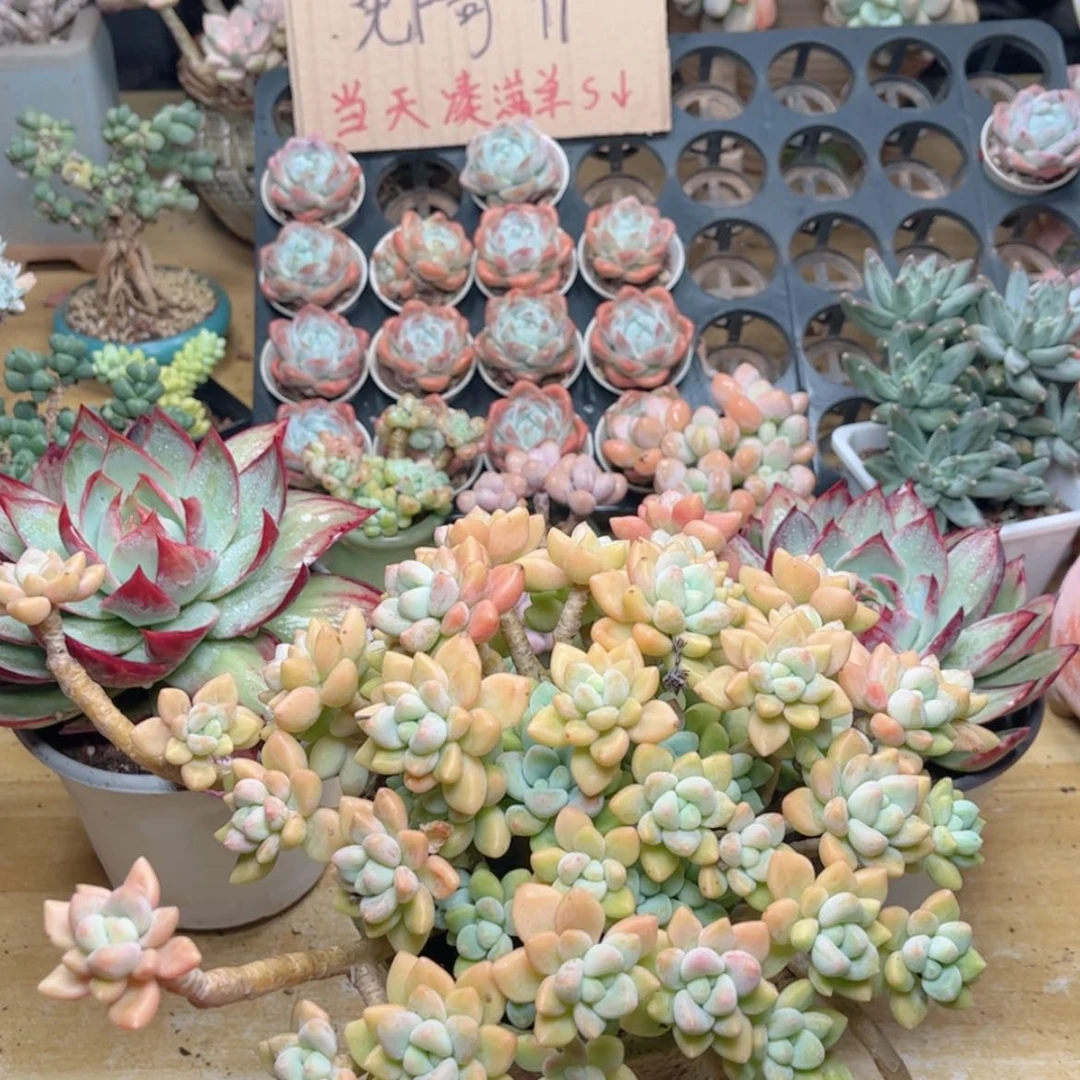 【闪购商品】625奶酪蛋糕