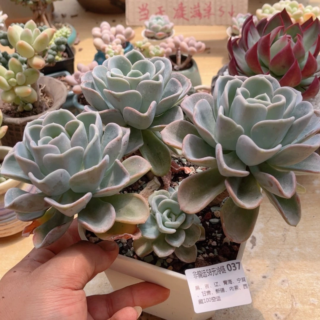 【闪购商品】037美尻