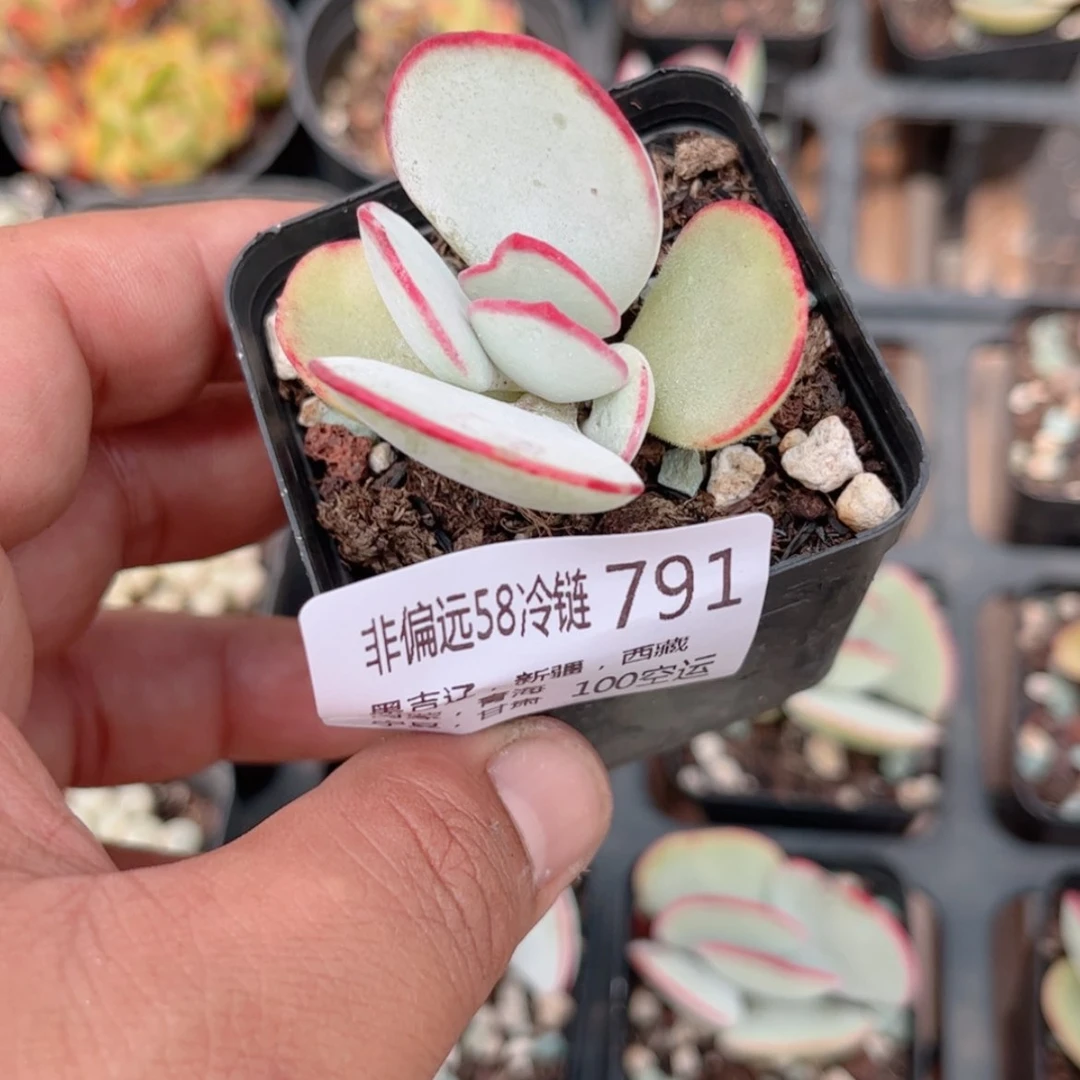 【闪购商品】?****791白眉