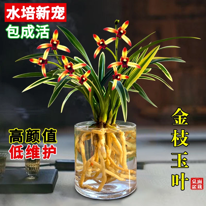 水培金边兰花苗金枝玉叶 室内办公室小盆栽绿植花卉好养四季兰花