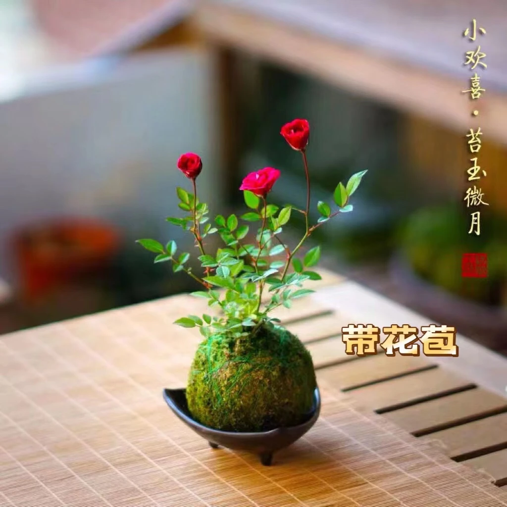 带花苞四季开花迷你超微月季玫瑰姬月季苔藓球阳台窗台桌面绿花卉