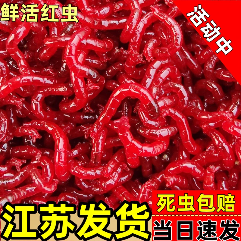 特价鲜活红虫活饵特大号公虫批发鱼饵挂钩鲫鱼野钓饵料喂鱼钓鱼