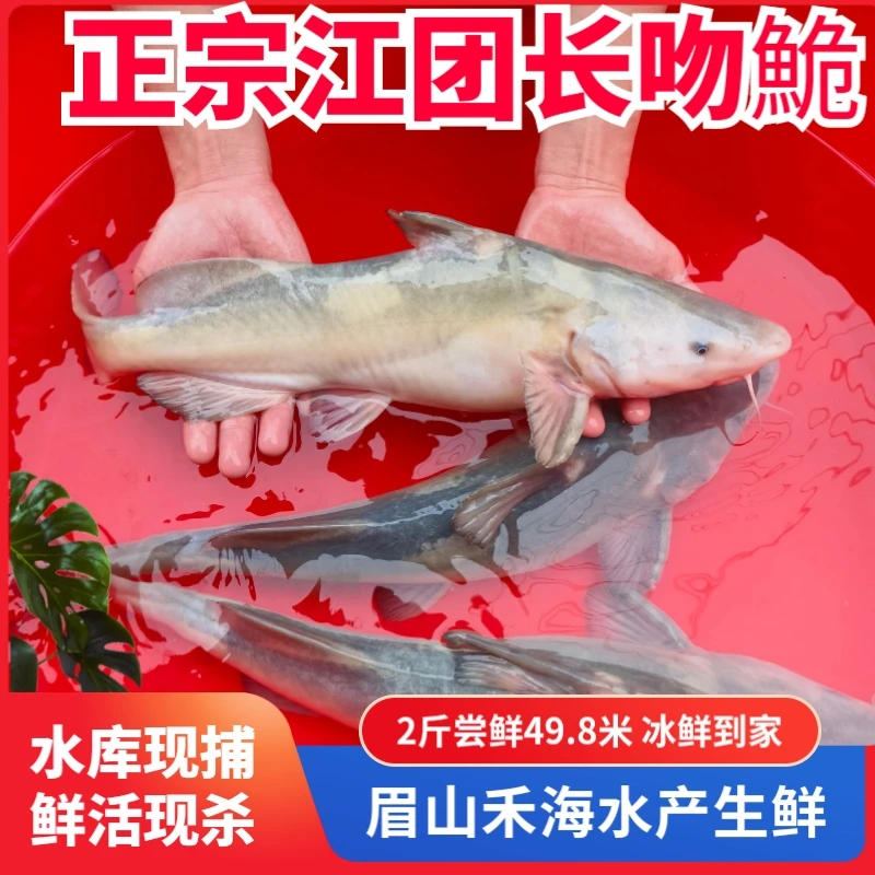 正宗江团长吻鮠1.8-2斤水库清水江团四川特产名贵淡水鱼冰鲜到家
