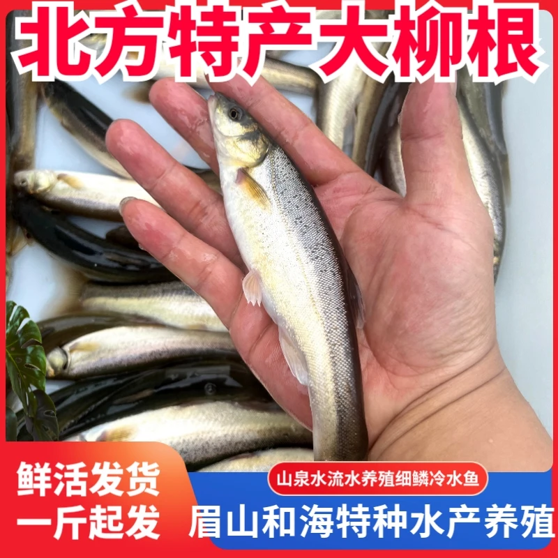 山泉水流水养殖冷水细鳞鱼大柳根鱼鲜嫩多汁尝鲜二斤起发鲜活发货