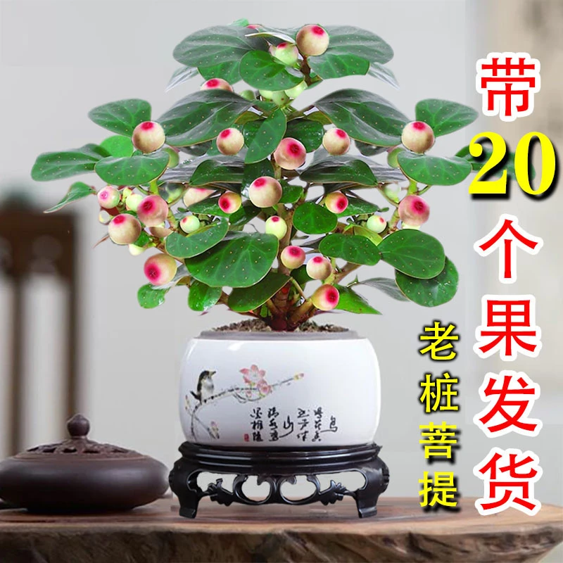 大棵小盼菩提树盆栽花卉绿植办公室内桌面四季好养土壤种植生长