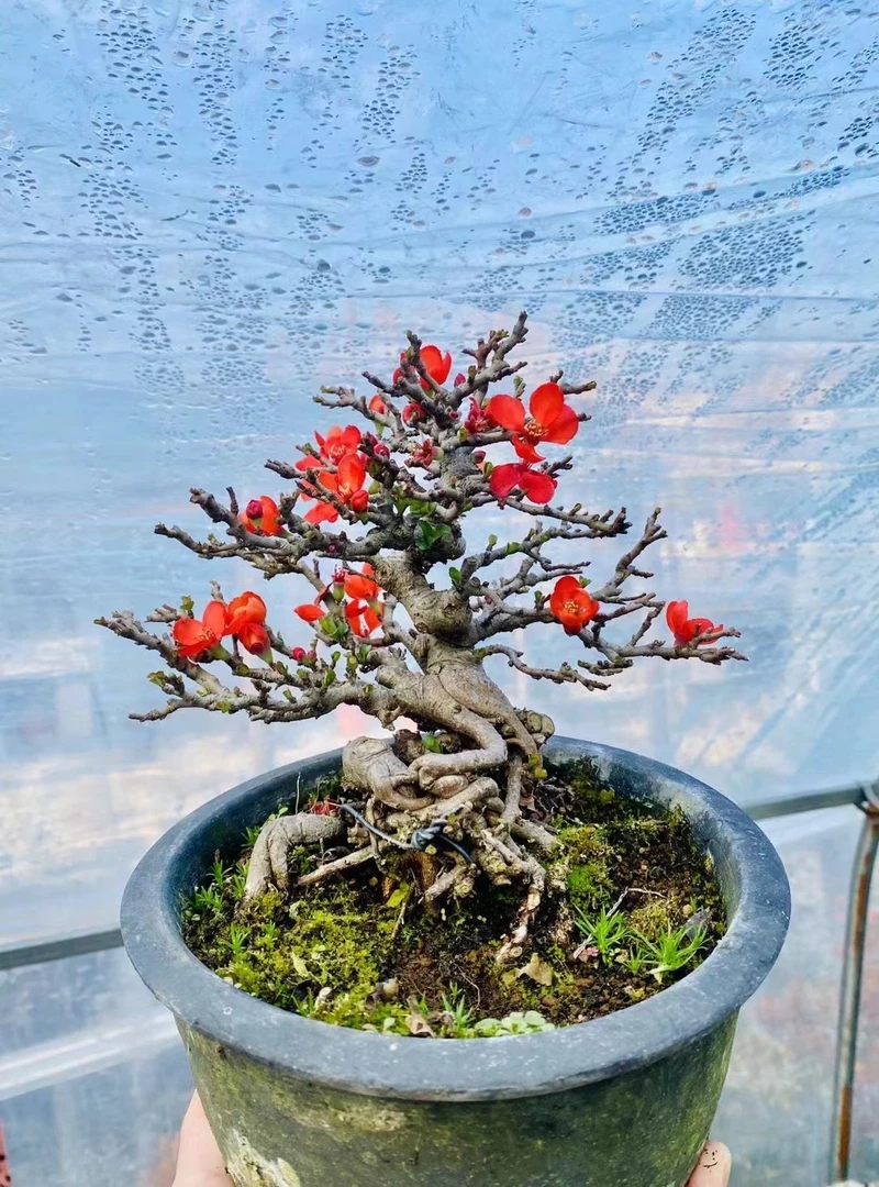 耐寒耐热海棠花盆栽四季开花长寿冠室内外绿植