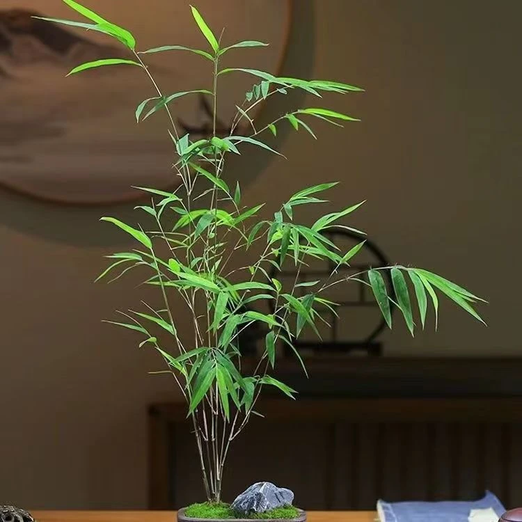 内门竹精品高档竹子盆景室内书房绿植盆栽茶桌客厅好养禅意小盆景