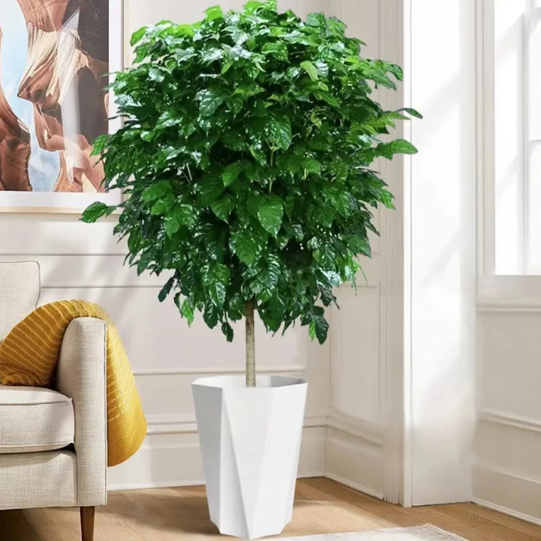 1.2至1.3米棒棒糖幸福树四季常绿办公室客厅吸甲醛净化空气美观