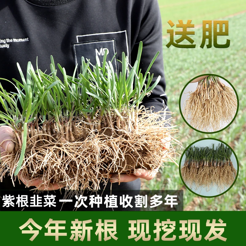 现挖宽叶头茬红韭菜根苗粗根紫根韭菜根苗本地香韭菜根批发韭菜苗