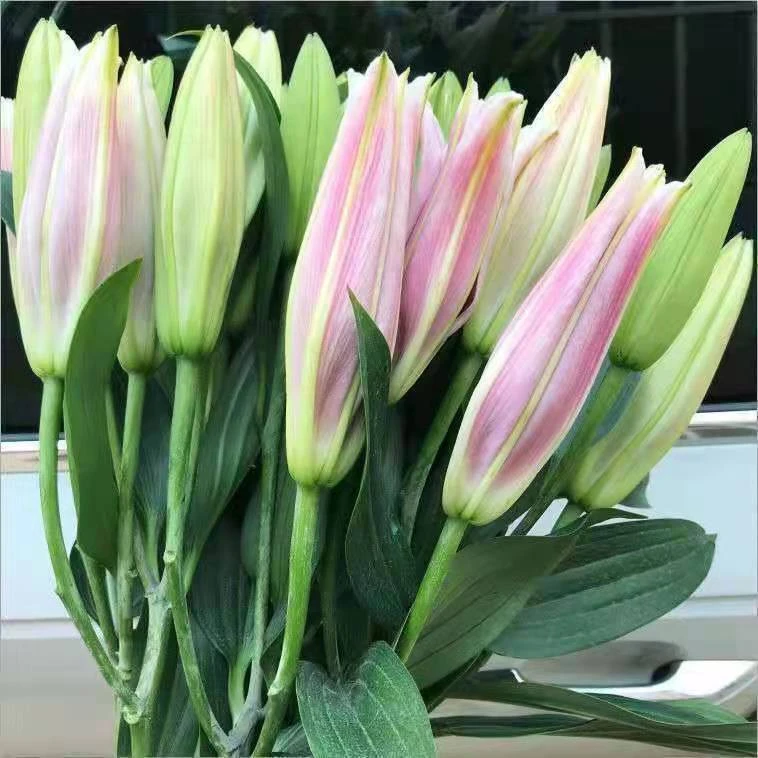 香水百合水养鲜花花束直批发云南昆明基地速递同城客厅摆件礼物