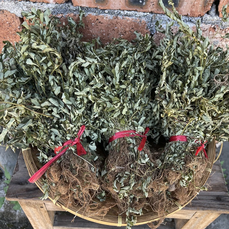 江西叶下珠夜合草野生鱼鳞草天然干货自摘新鲜叶菜整株日晒农村