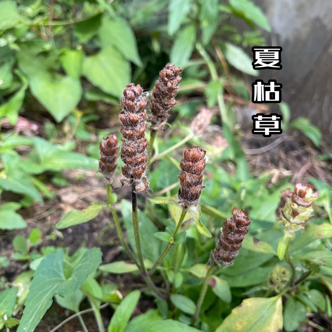白毛夏枯草野生整株夏枯球深山当季叶菜白毛夏枯草无硫干货泡水煮