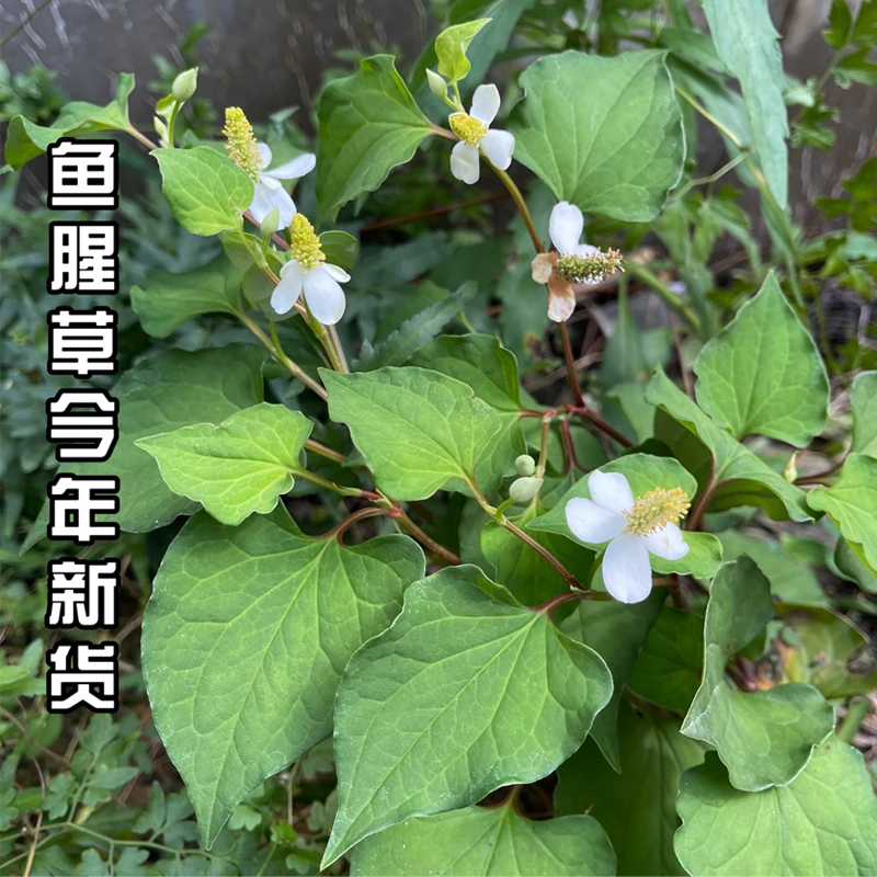 赣南野生折耳根 根茎整颗晒干无硫250g500g