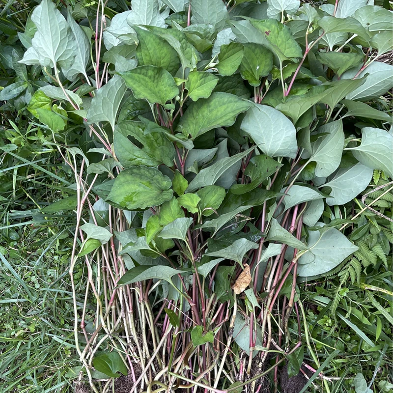 江西鱼腥草泡水煮折耳根中药材整株无硫功效自然晒干新鲜野生干货