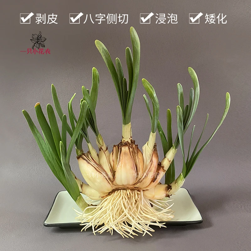 八字侧切矮化好漳州水仙花种球已养护水培盆栽单瓣重瓣复瓣年宵花