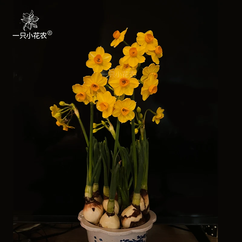 【金水仙】漳州黄金水仙花种球水培盆栽冬季春节年宵花农户自营