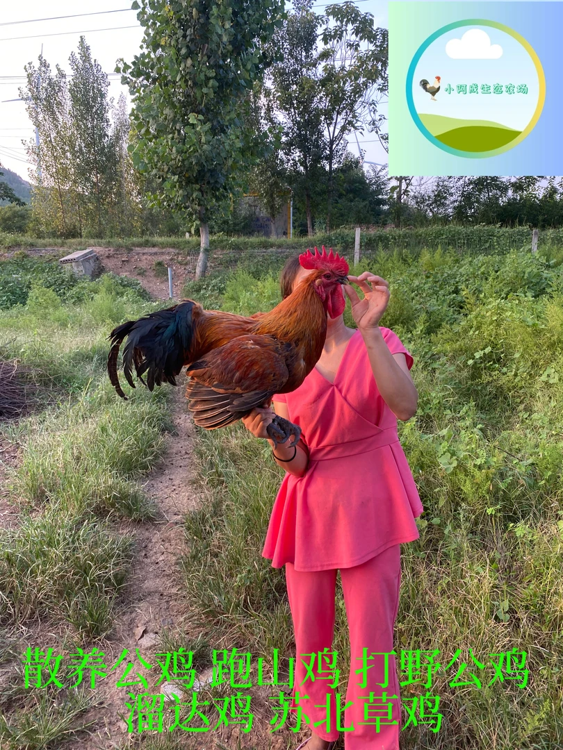 （一年以上）公鸡，跑山鸡，苏北草鸡，生态农场散养土鸡