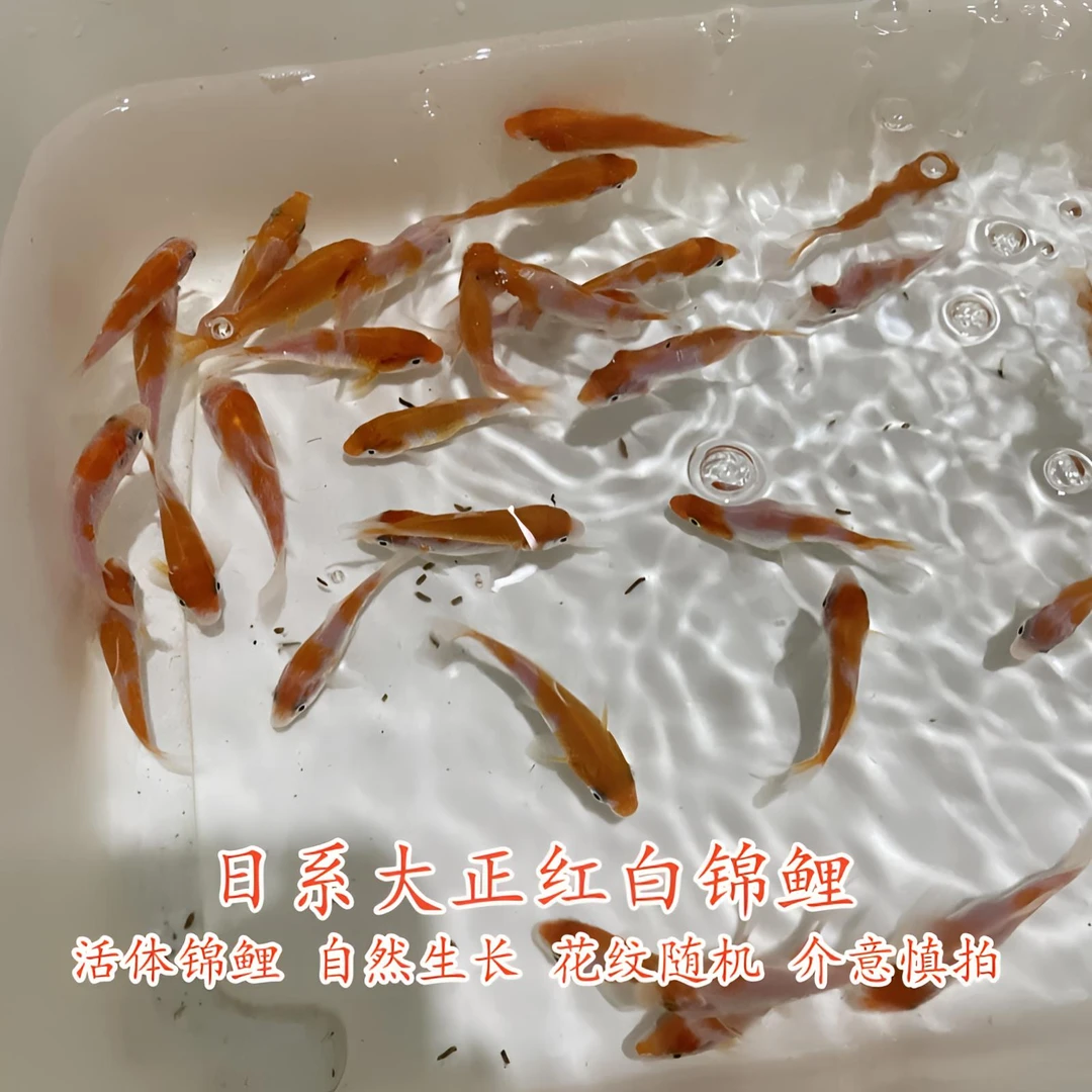 4-6厘米红白锦鲤观赏鱼活体淡水冷水鱼纯种红白锦鲤鱼好养易活