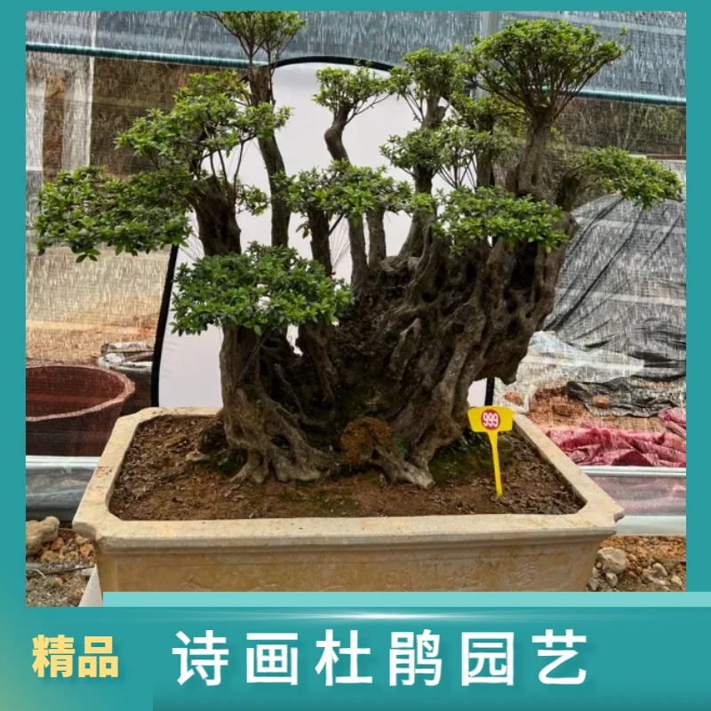 （一物一拍）杜鹃花皋月花笠意境老桩庭院别墅盆景绿植花卉园林景观