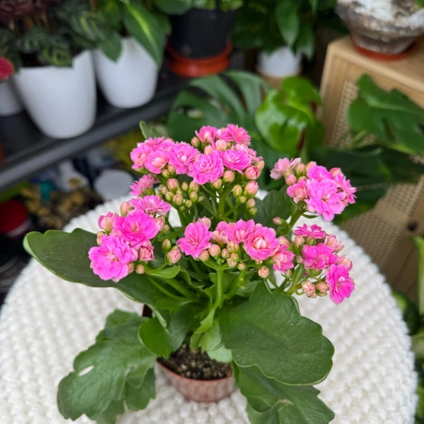 【小胖卖花】粉公主长寿花