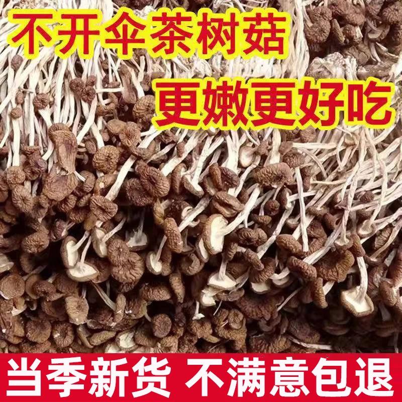 【新货】茶树菇干货500g菌菇蘑菇20g批发产地直销干茶树菇煲汤干菜