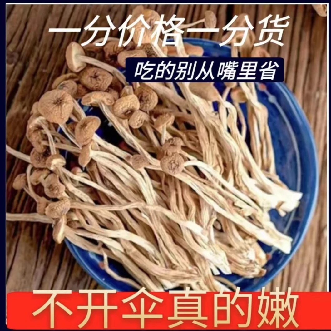 古田不开伞茶树菇新货干货农家不开伞茶树菇煲汤食材调味食用