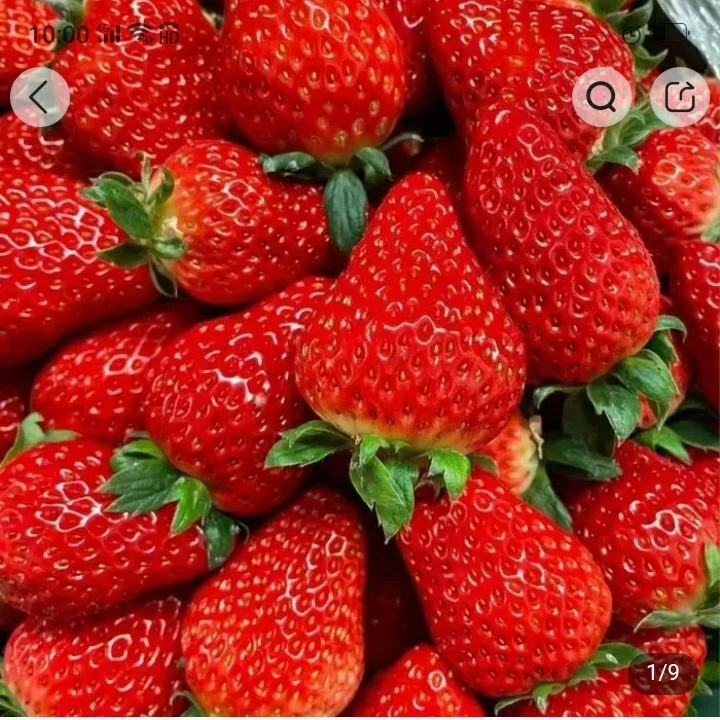 当季奶油草莓250g