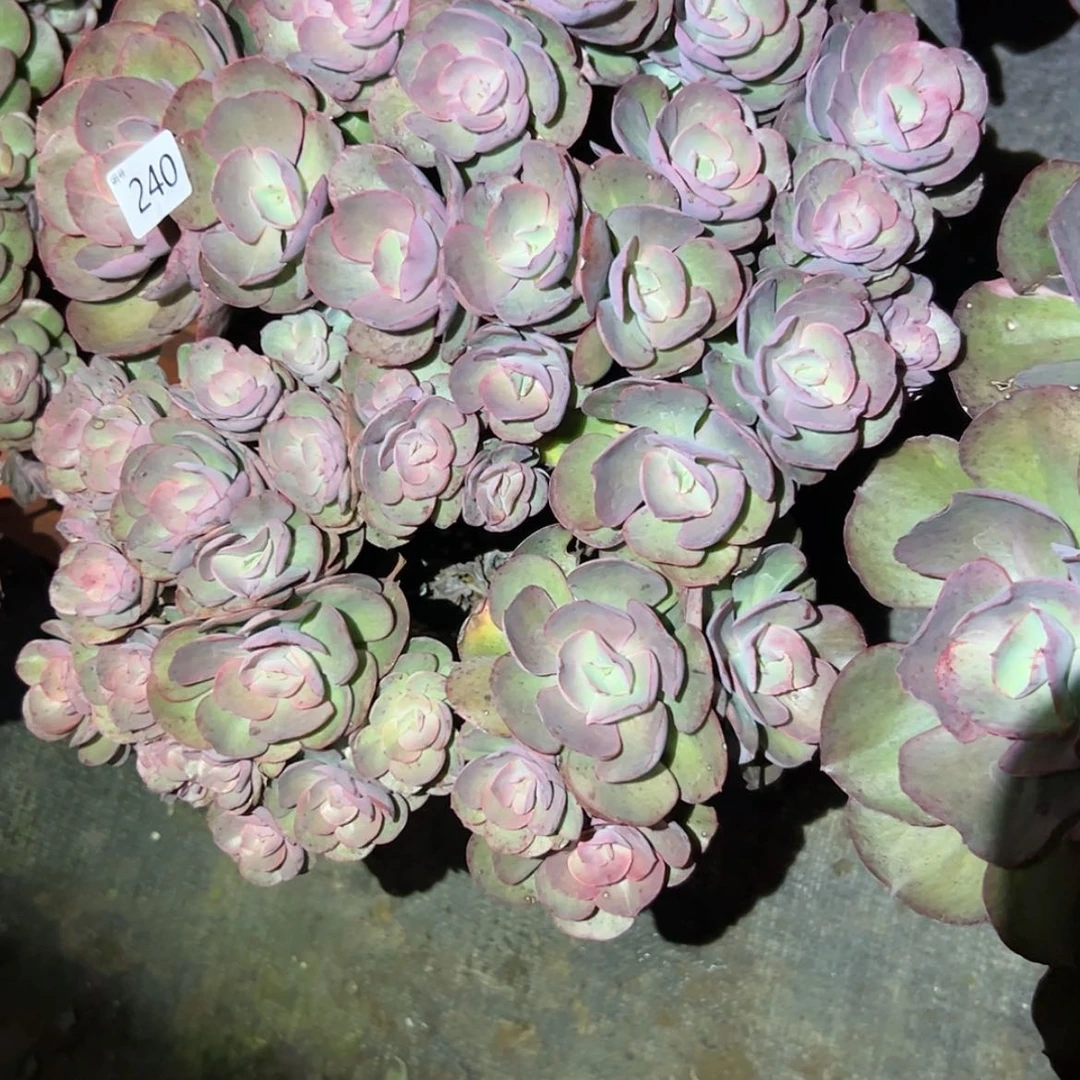 【闪购商品】燕*秀妍240多肉