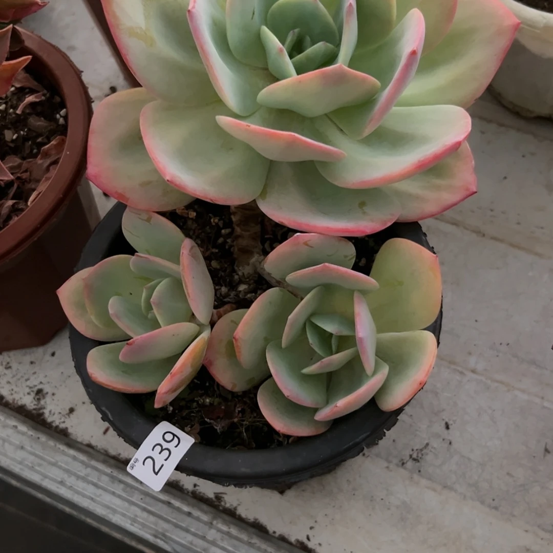 【闪购商品】紫*血凤239多肉