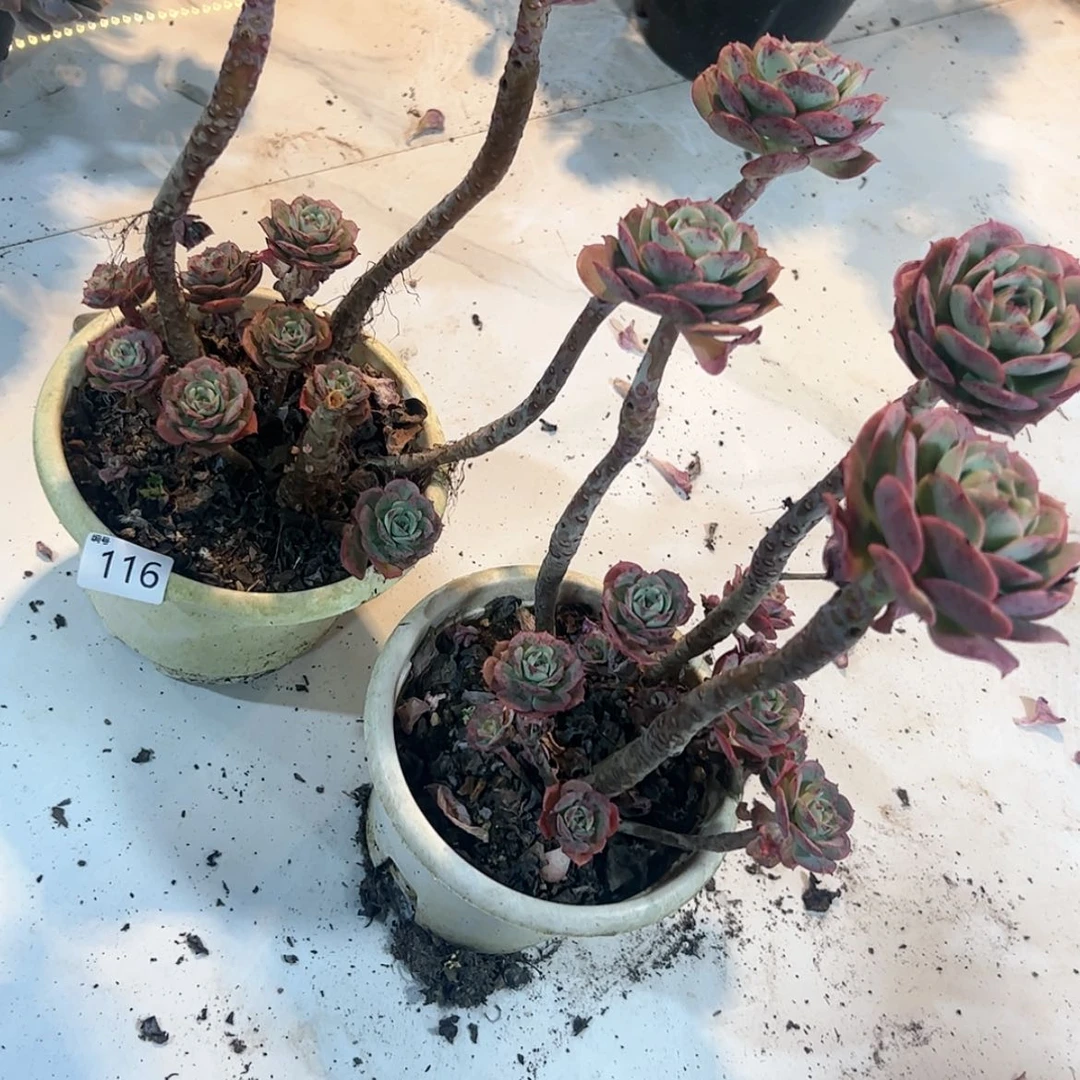 【闪购商品】石*姐克罗地亚116多肉