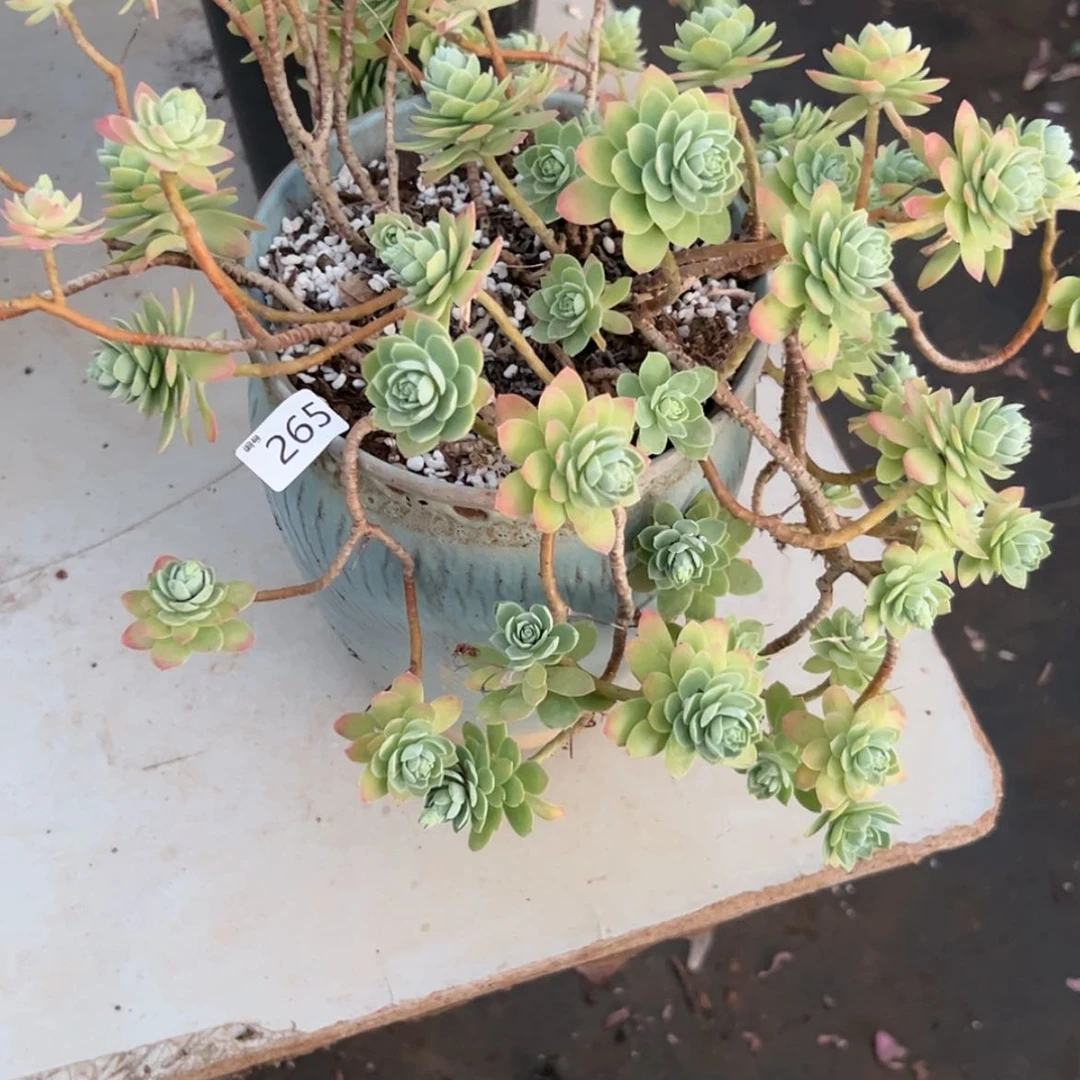 【闪购商品】曼*?薄化妆265多肉