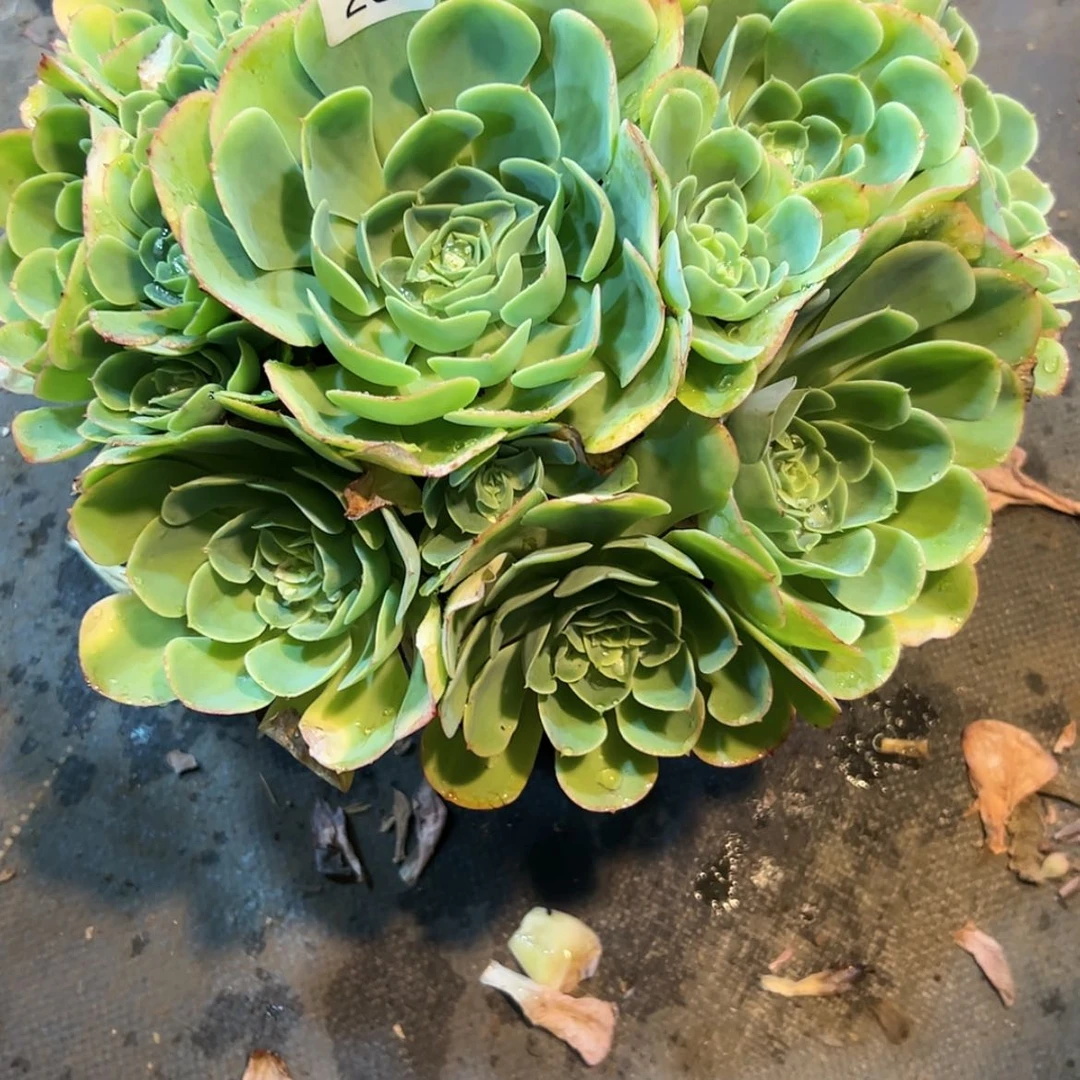 【闪购商品】小*柠檬玫瑰200