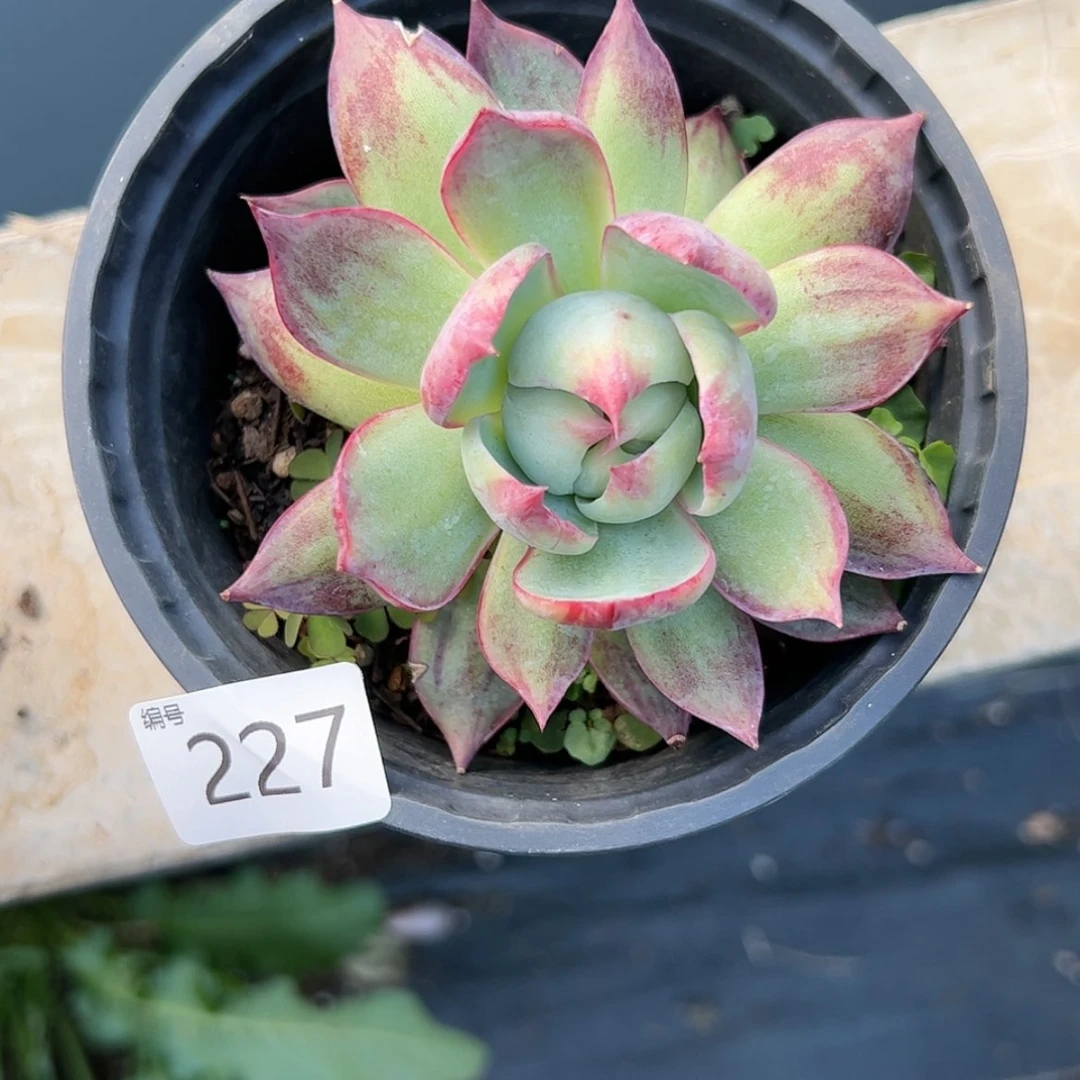 【闪购商品】蝴*惊鸿仙子227多肉