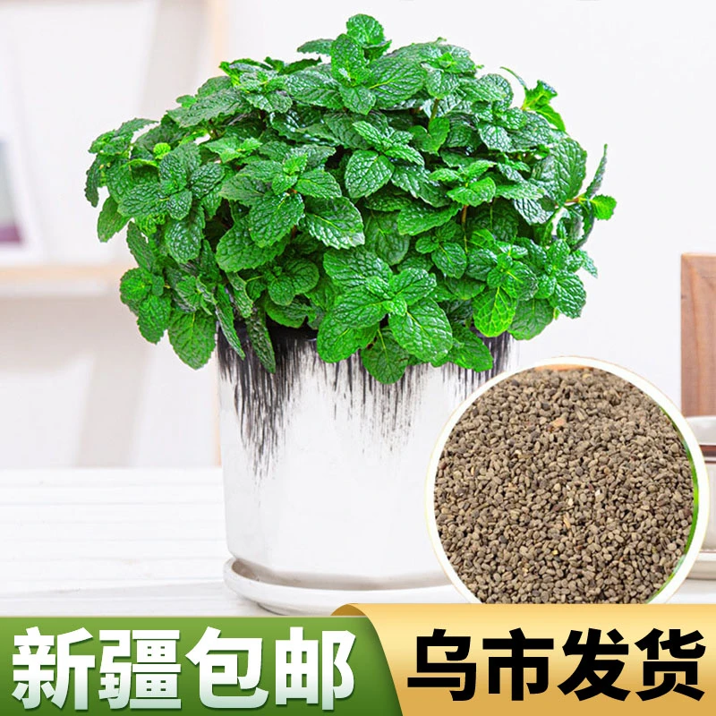 新疆包邮阳台盆栽留兰香薄荷种260-280粒/包可食用四季好养绿种植