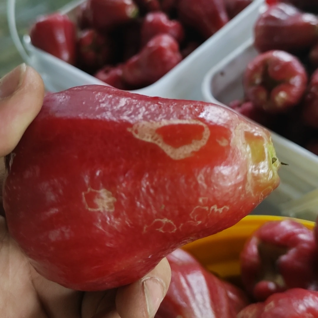 【阿宇粉丝专享】海南水铃铛花皮莲雾4斤空运（介意丑勿拍）
