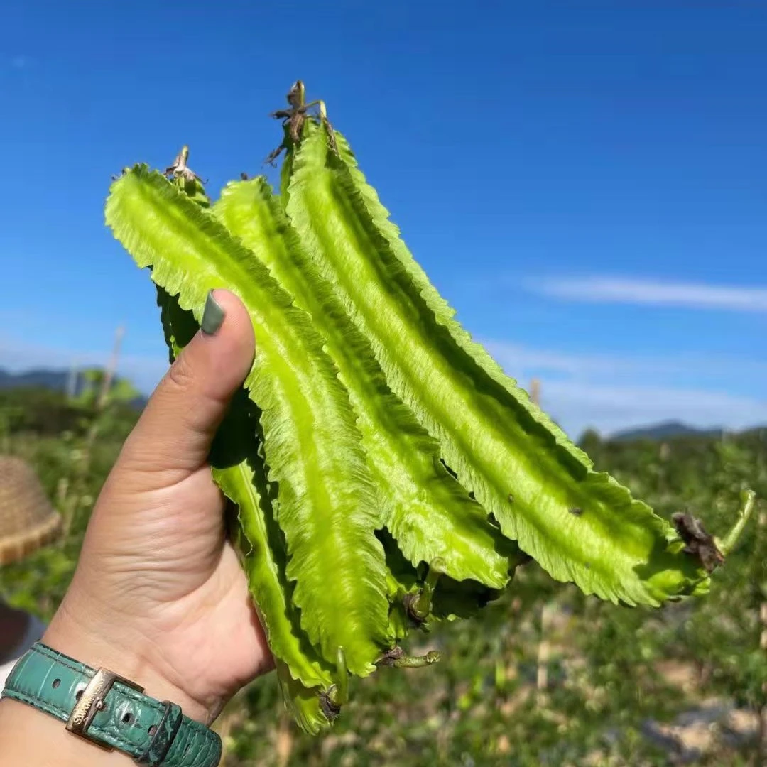 【阿宇粉丝专享】海南保亭新鲜蔬菜四角豆3斤包邮空运应季蔬菜