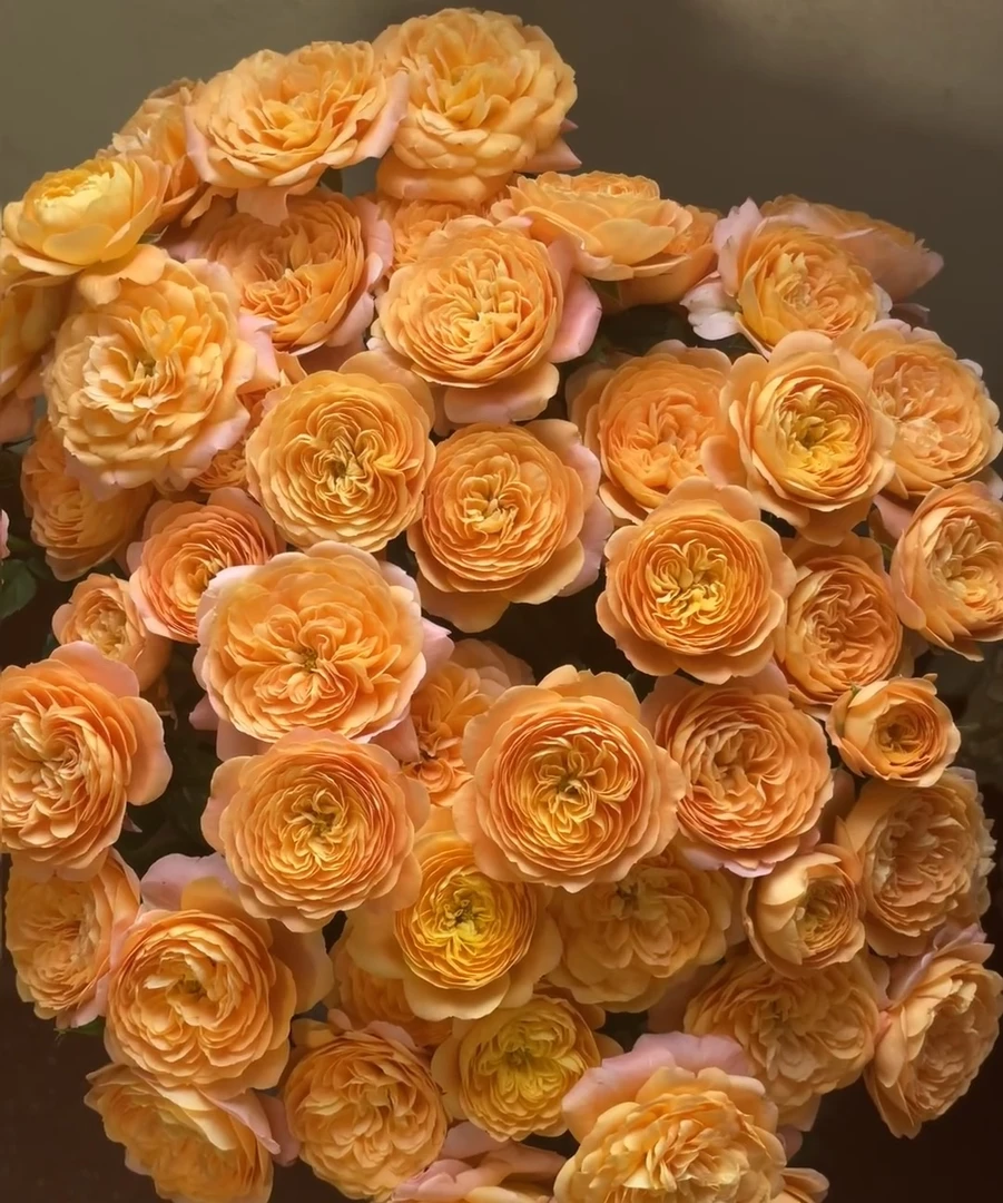 【果汁阳台】+【仙度瑞拉】四季开花月季庭院阳台多季节重复性开花