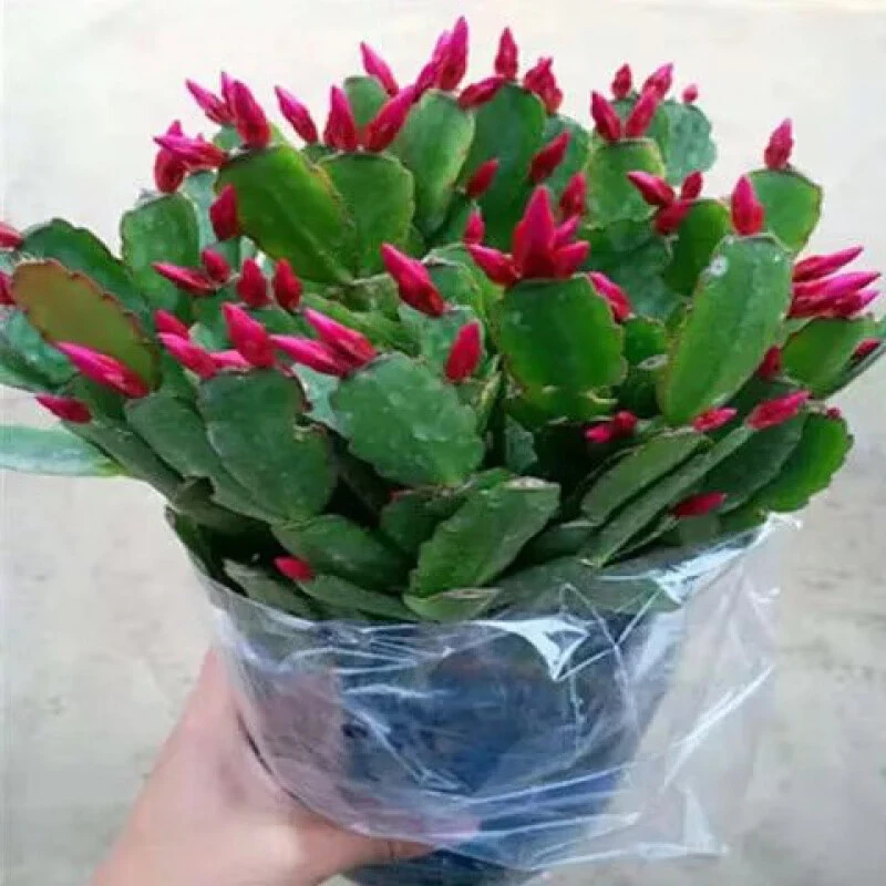 蟹爪兰带根发货大苗花卉多肉绿植四季开花好养苞室内盆栽耐寒 红