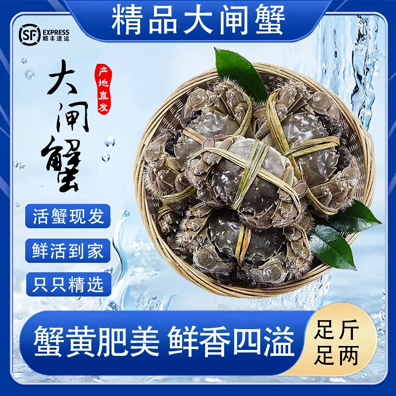 【2.3两-2.6两母蟹】全母活蟹现发精品江苏洪泽湖母蟹8-12只