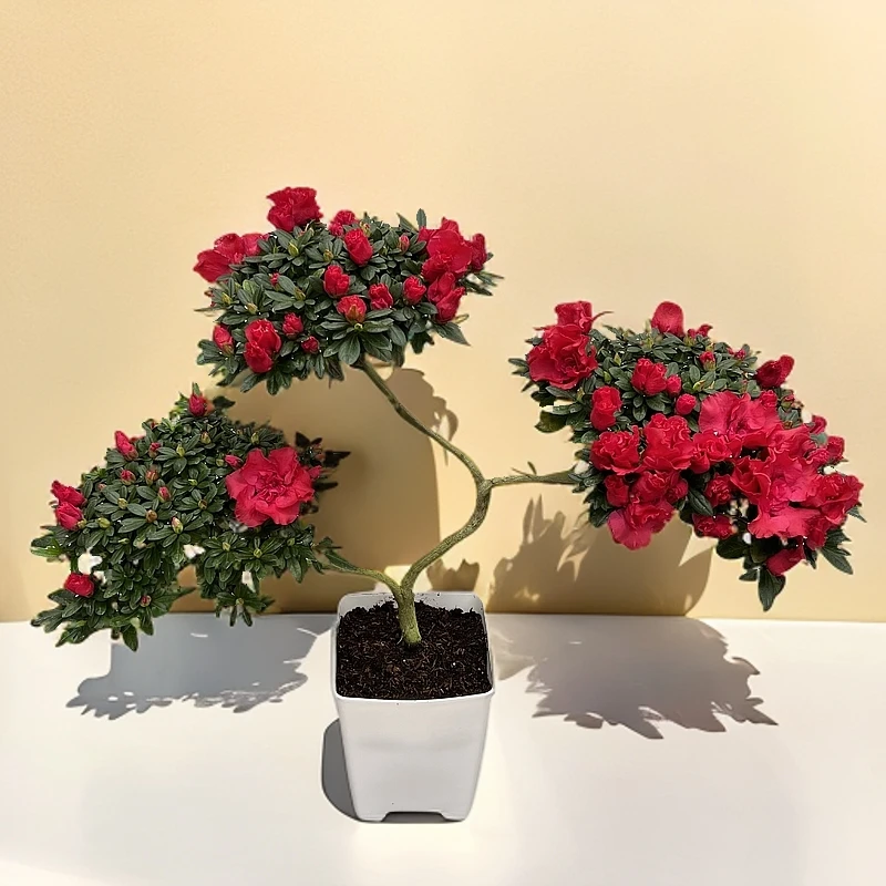 造型杜鹃花带花苞盆栽三层元宝迎春花花阳台庭院好养的盆栽花卉